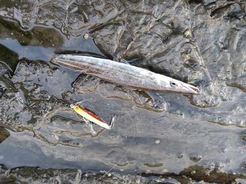 カマスの釣果