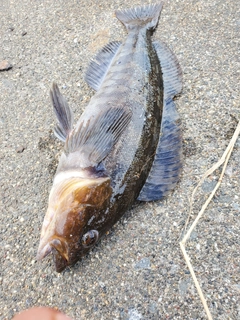 アイナメの釣果