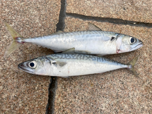 サバの釣果