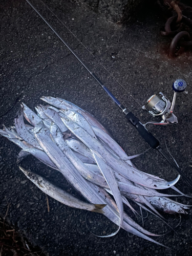 タチウオの釣果