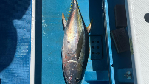 キハダマグロの釣果