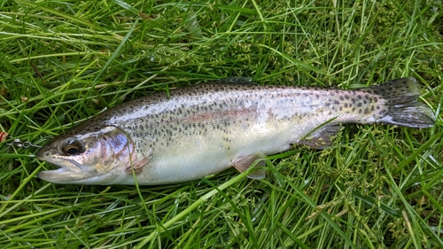 ニジマスの釣果