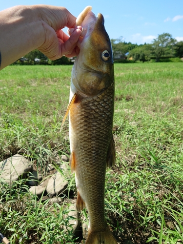 ニゴイの釣果