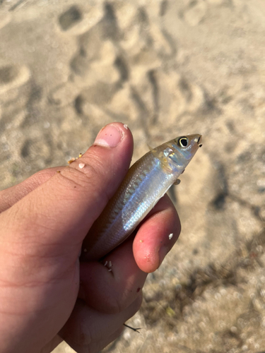 ガシラの釣果