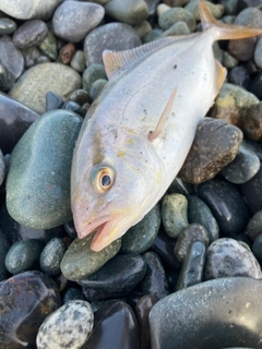 ショゴの釣果