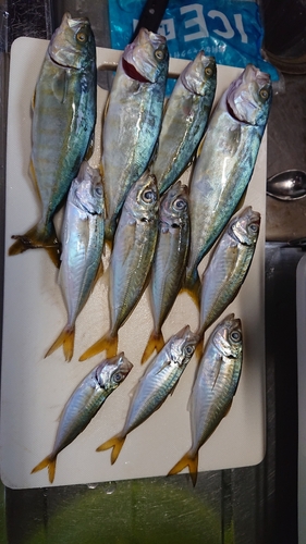 イナダの釣果