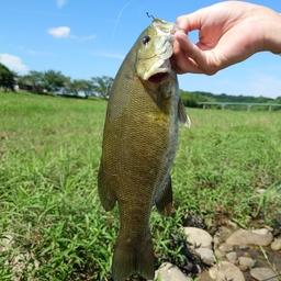 スモールマウスバス