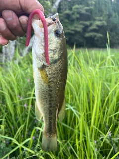 ラージマウスバスの釣果