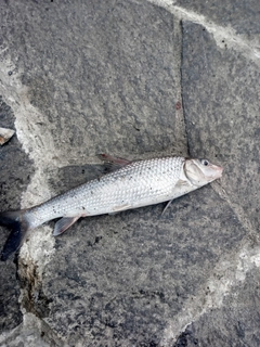 ニゴイの釣果