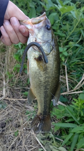 ブラックバスの釣果