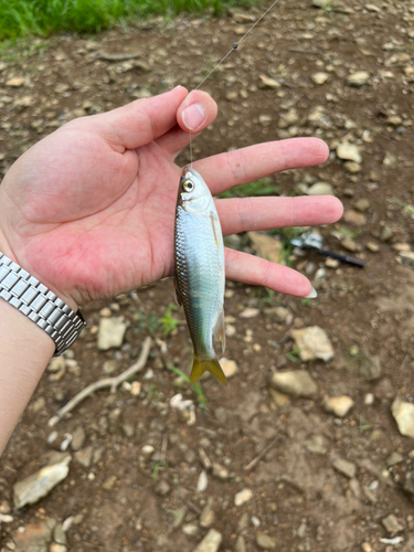 オイカワの釣果