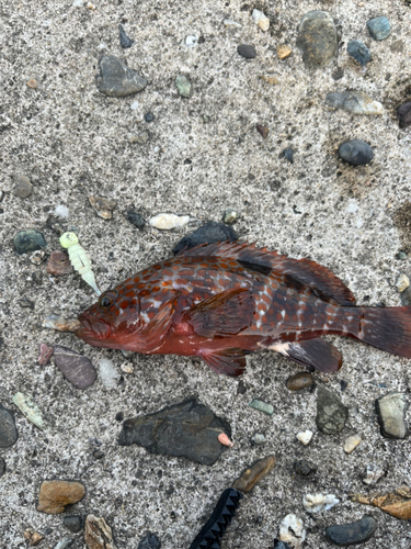 アコウの釣果