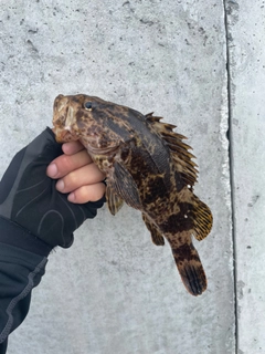 タケノコメバルの釣果