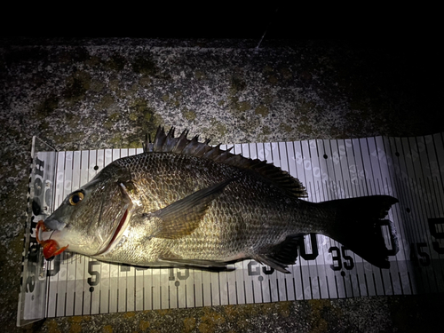 クロダイの釣果