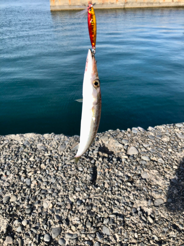 カマスの釣果