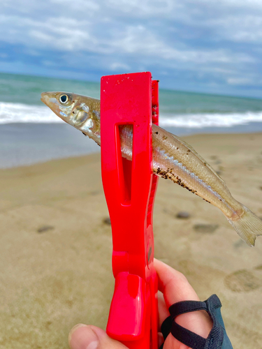 シロギスの釣果