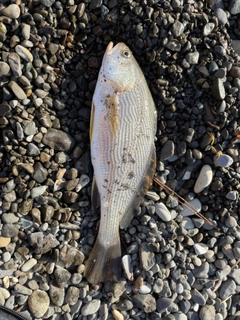 イシモチの釣果