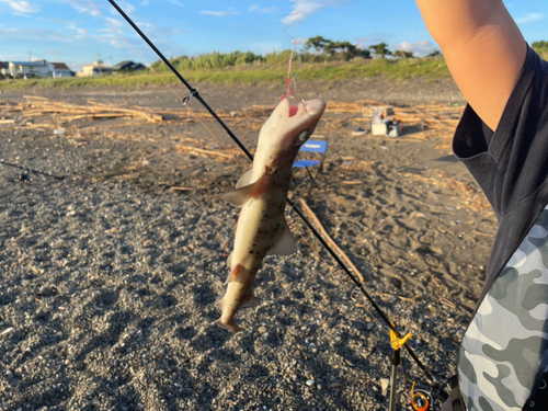 ドチザメの釣果