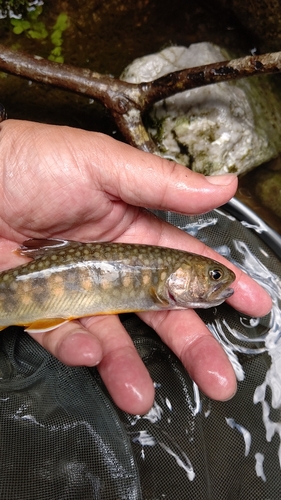 イワナの釣果