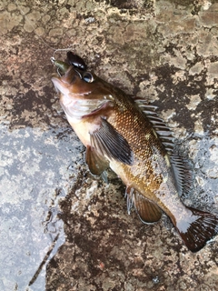 エゾメバルの釣果