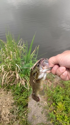 ラージマウスバスの釣果