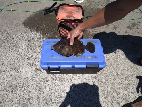 カワハギの釣果