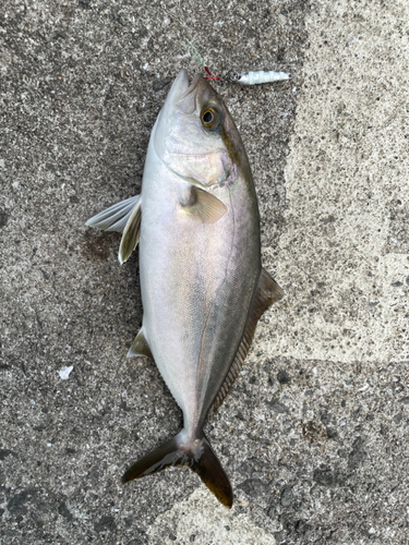 ショゴの釣果