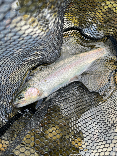 ニジマスの釣果