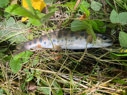 ヤマメの釣果