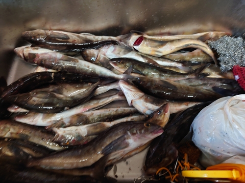 ホッケの釣果