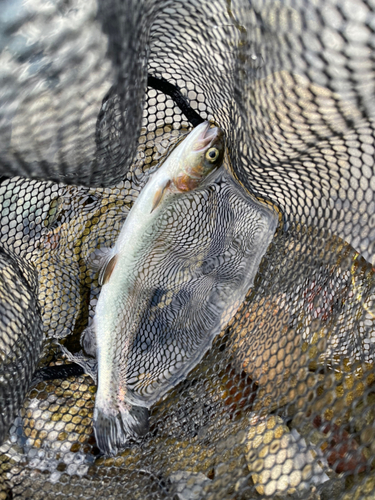 ニジマスの釣果