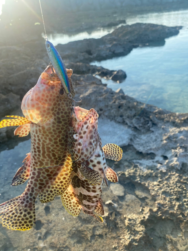 イシミーバイの釣果