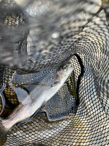 ニジマスの釣果