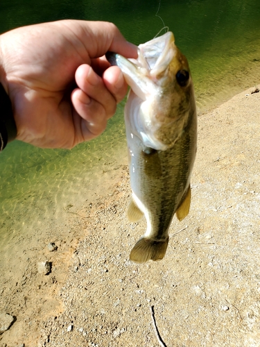 ラージマウスバスの釣果