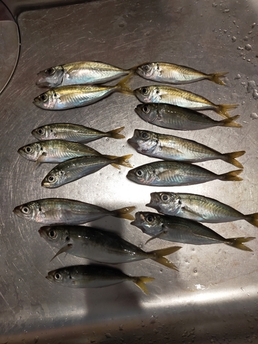 アジの釣果