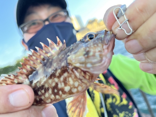 ガシラの釣果