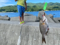 ウミタナゴの釣果