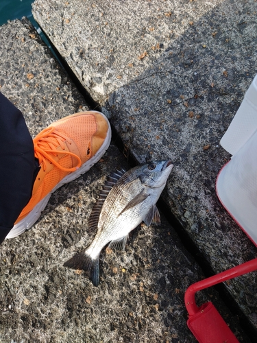 クロダイの釣果