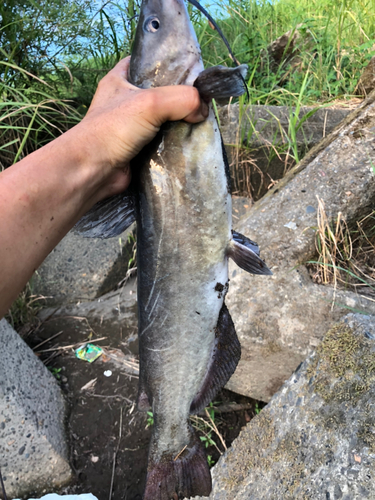 アメリカナマズの釣果