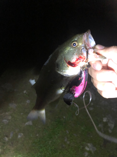 ブラックバスの釣果