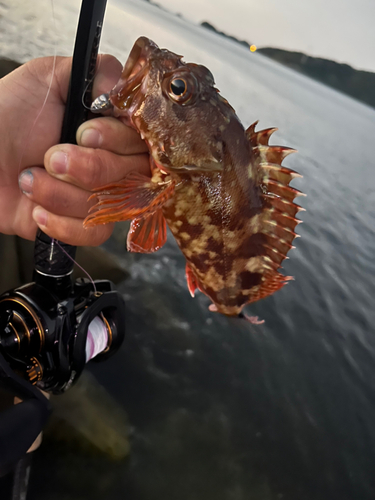 ガシラの釣果