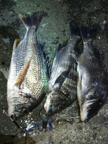 キビレの釣果