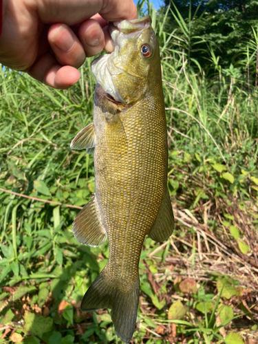 スモールマウスバスの釣果