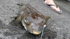 イシガキフグの釣果