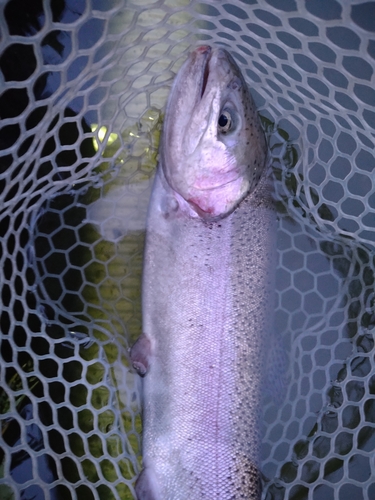 ニジマスの釣果