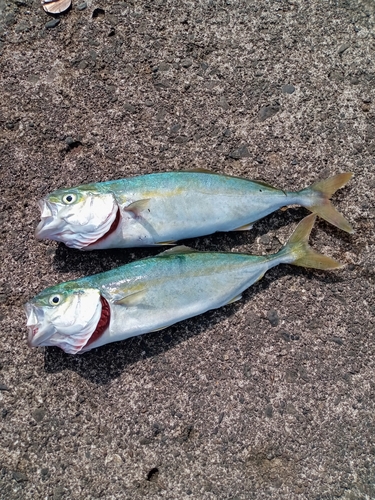 ワカシの釣果