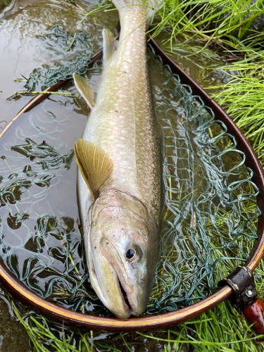 アメマスの釣果