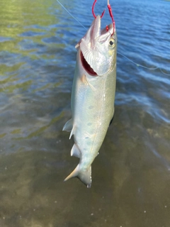 サクラマスの釣果