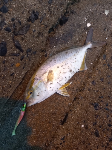 ネリゴの釣果