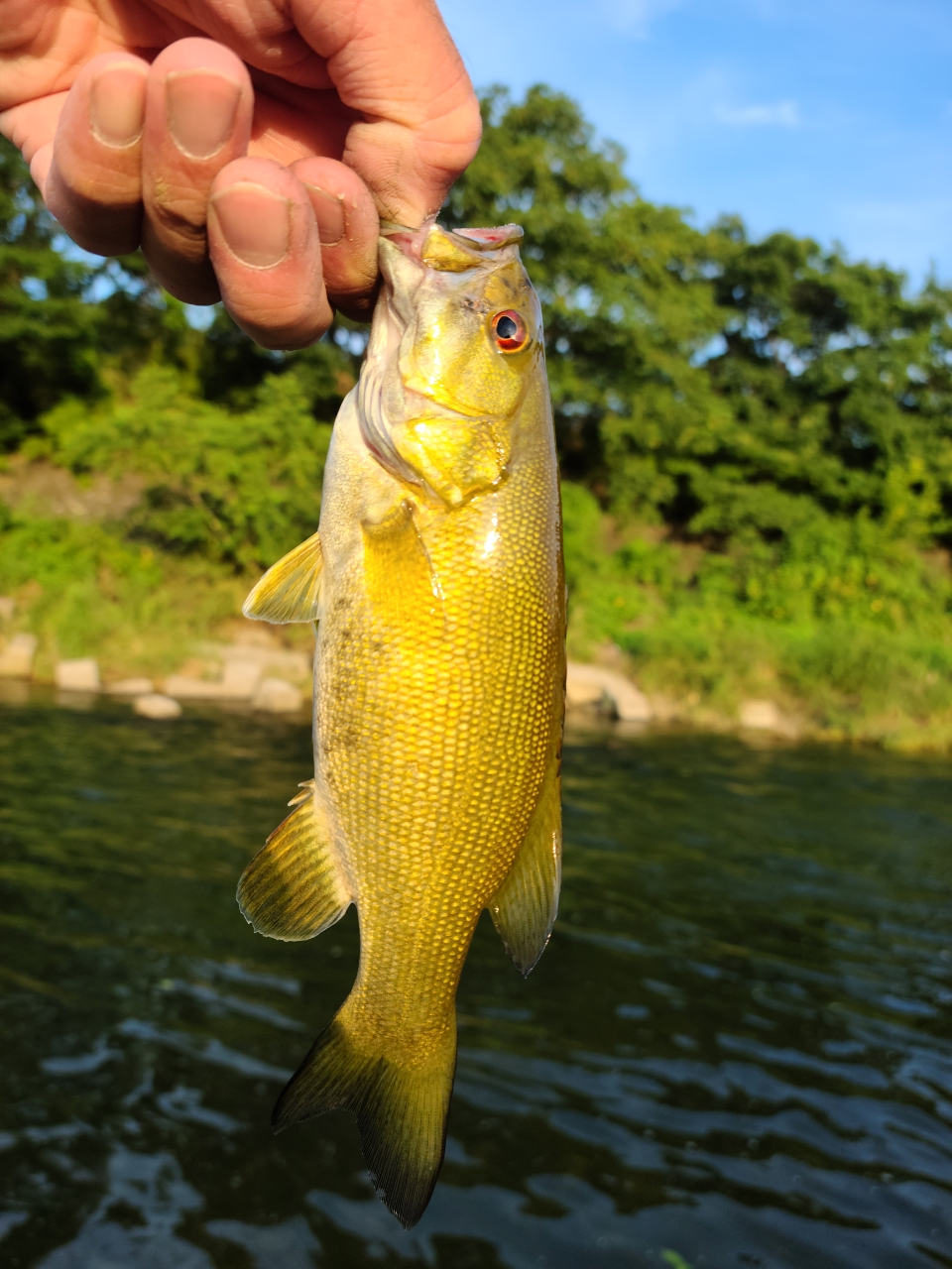 スモールマウスバス